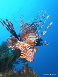 Lionfish are one of my favourite subjects to photograph a... by Maria Munn 
